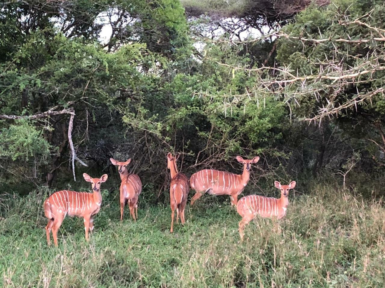 Msunduze River Lodge Mkuze エクステリア 写真