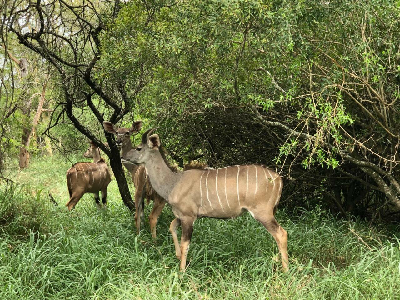 Msunduze River Lodge Mkuze エクステリア 写真